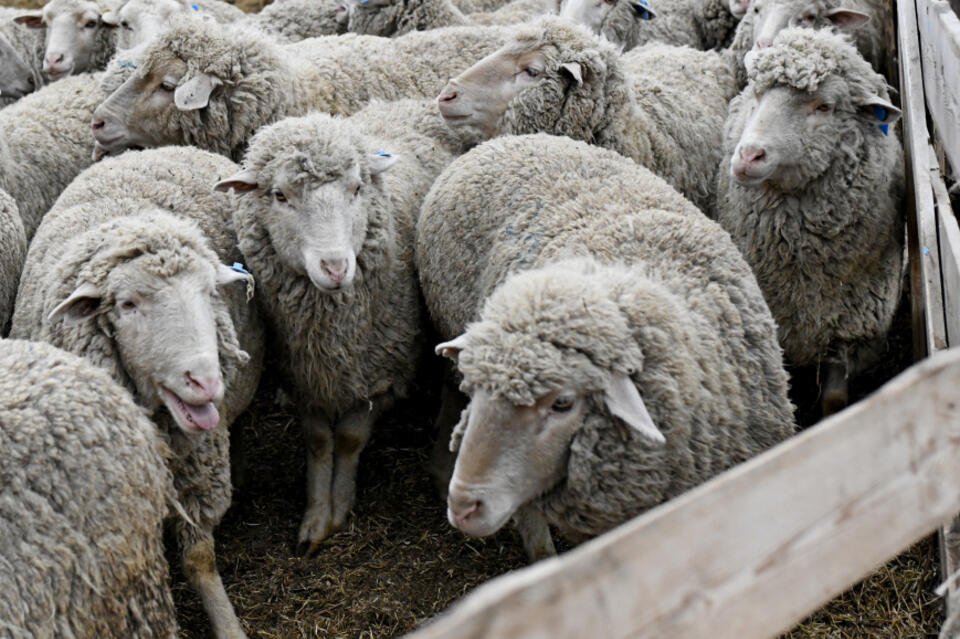 Субсидии на развитие овцеводства в Забайкалье начнут выплачивать в августе