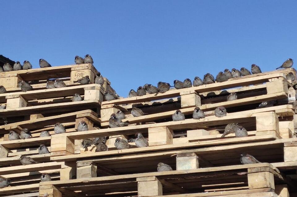 В Забайкалье прошла перепись воробьев