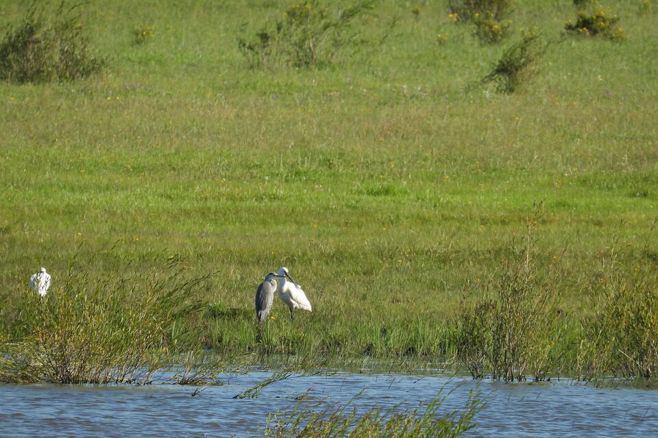 Редкий вид птиц заметили в Сохондинском заповеднике