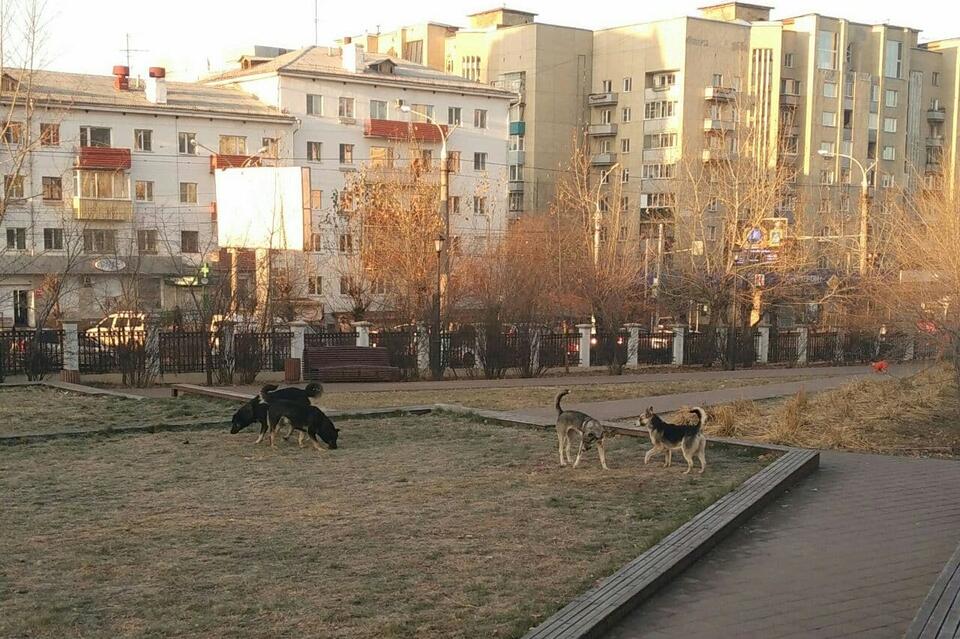 Свора агрессивных собак появилась на площади Декабристов в Чите