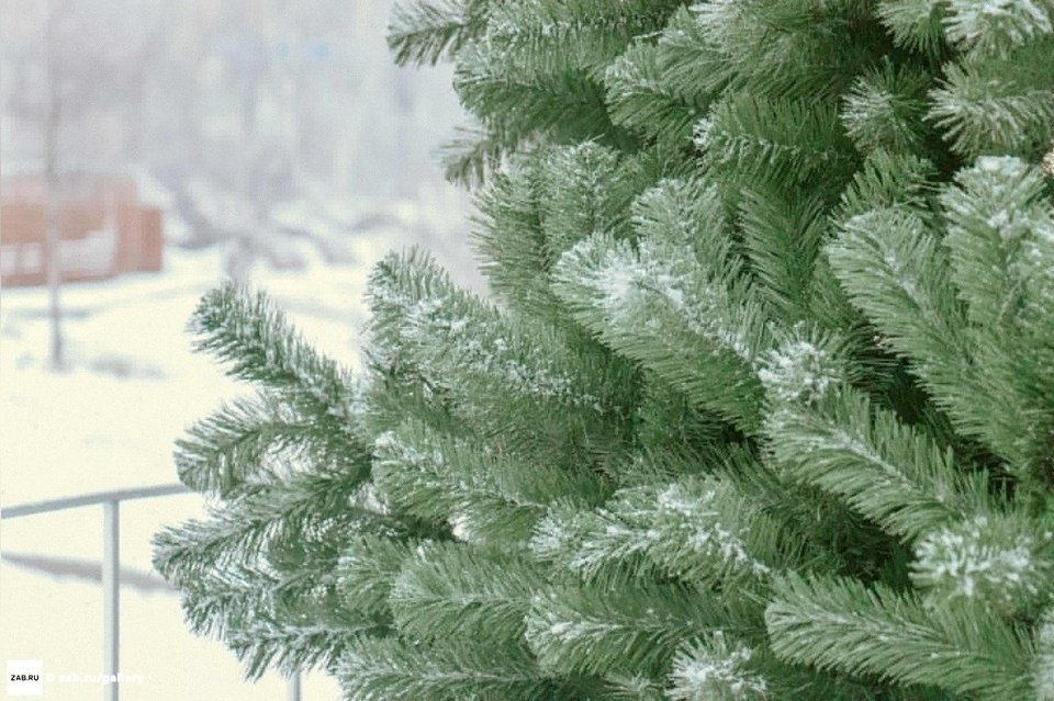 Инна Щеглова поручила взять под контроль вывоз ёлок с контейнерных площадок