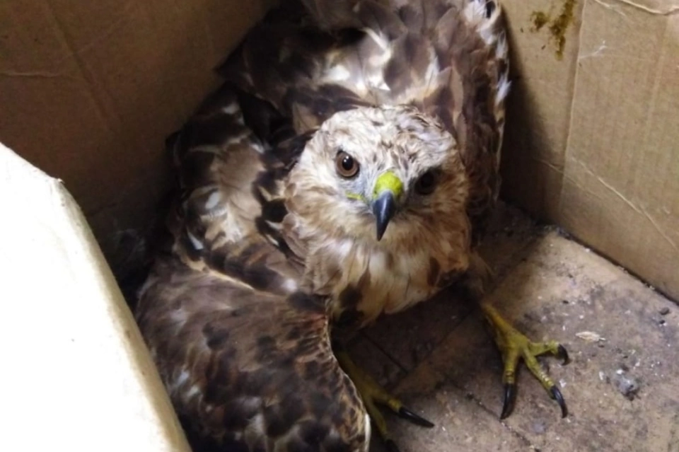 Забайкалец спас птенца ястреба от стаи собак