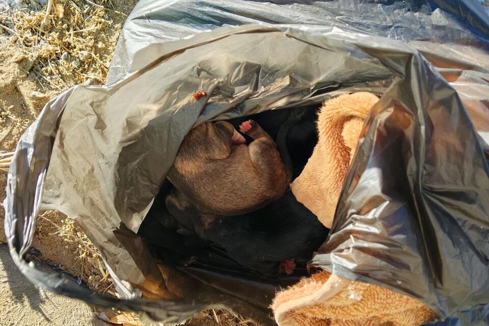 В Атамановке десять новорождённых щенков выбросили на мороз в пакете