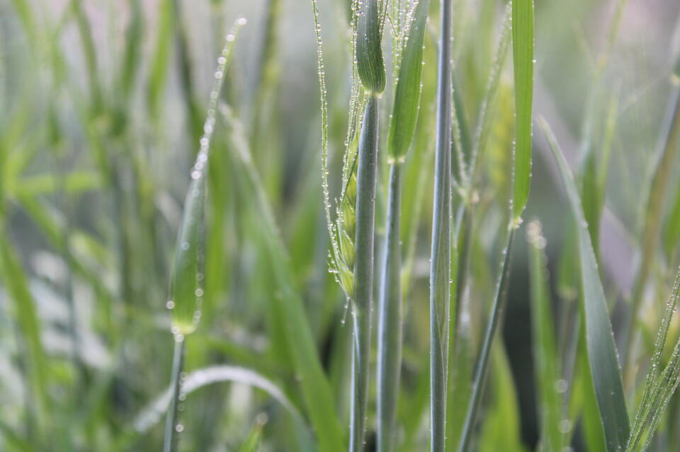 Первый день осени ознаменуется заморозками