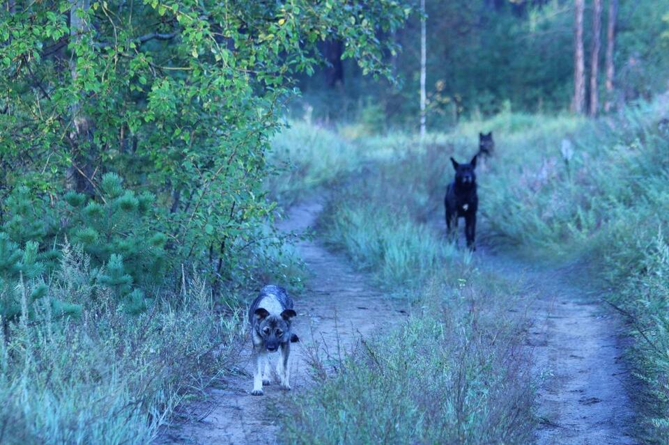 В монастыре Атамановки рассказали о роли хозяев в воспитании собак