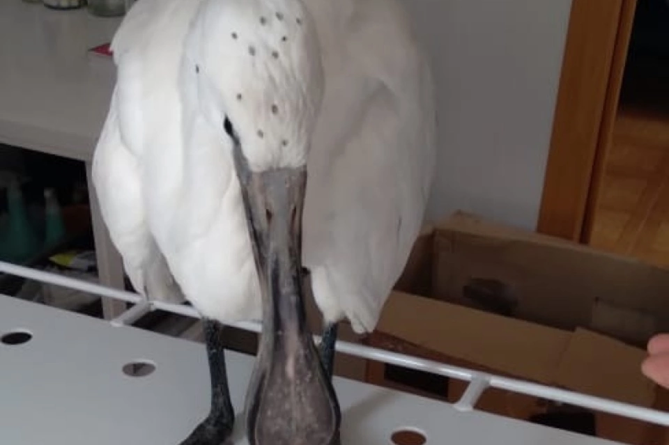 Найденного людьми птенца краснокнижной колпицы отправили в заповедник «Даурский»