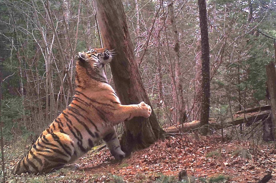 Тигры терроризируют жителей Приморья