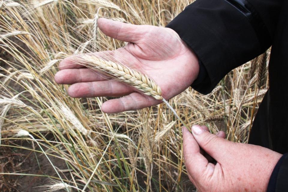 Число россиян, получающих специальную «сельскую» пенсию,  в 2022 увеличится