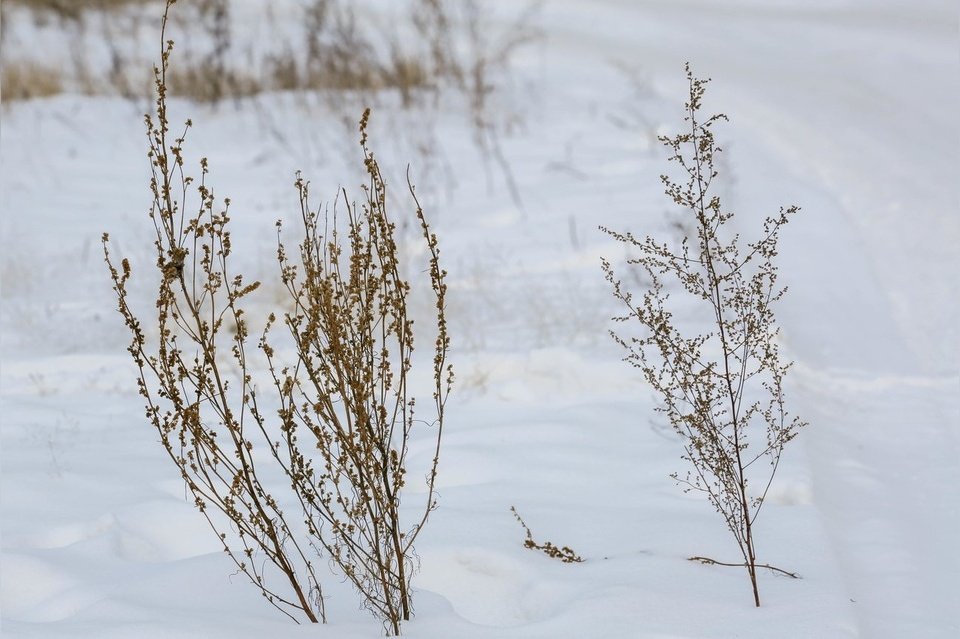 «Самый сенокос»: в Краснокаменске коммунальщики начали косить траву на газонах в снег