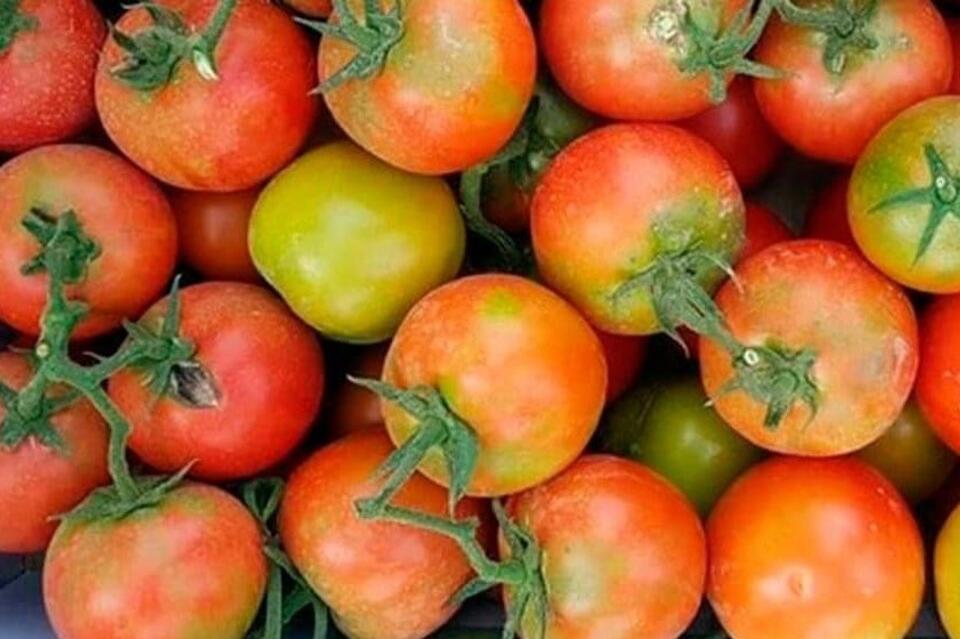 В Забайкалье пытались завезти зараженные помидоры из Китая
