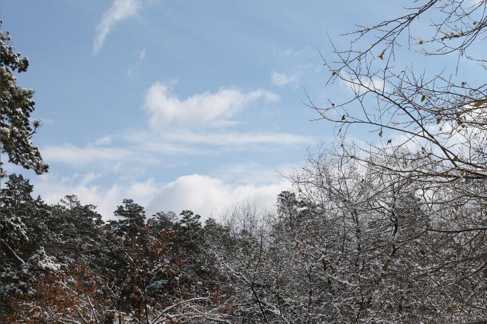 Семь случаев незаконной рубки выявили в регионе