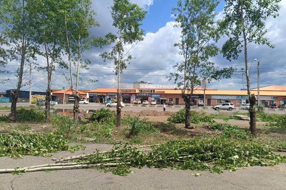 Тополя в Железнодорожном районе обрезали без разрешения