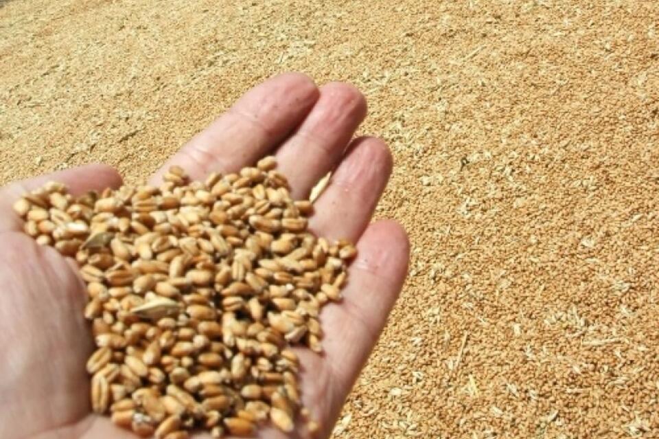 Правительство России ввело запрет на поставки зерна и сахара своим соседям