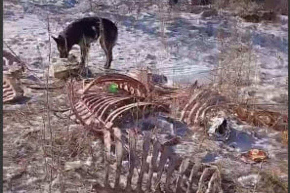 «Выбрасывают головы, шкуры и кишки» - жители Лазо жалуются на базу