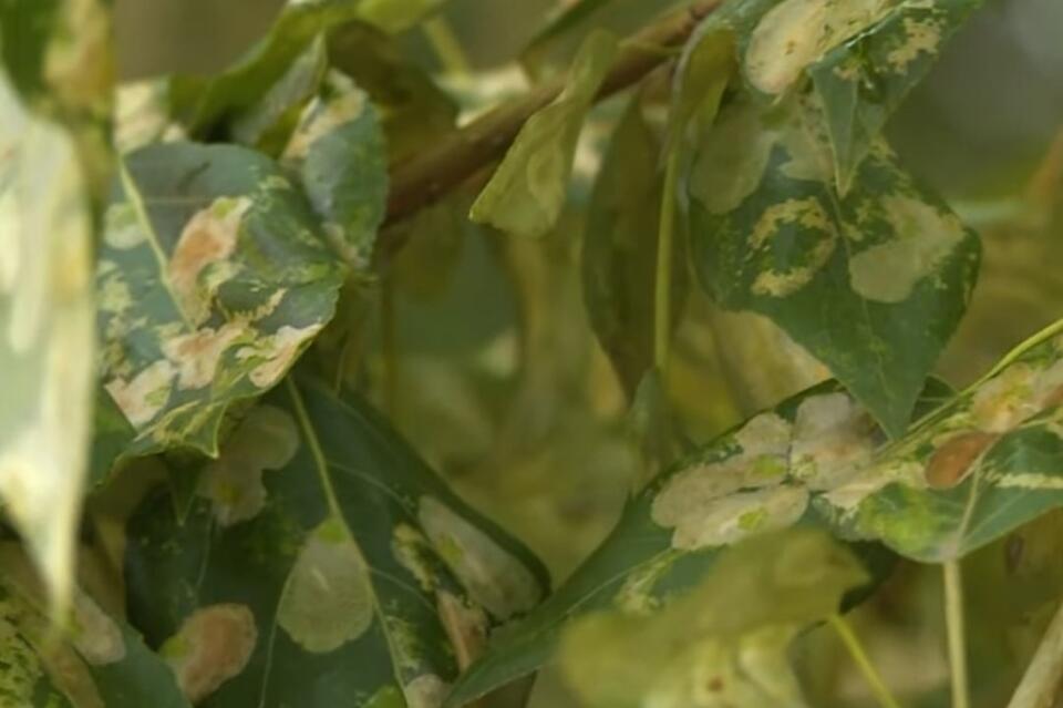 Как решить проблему с тополиной молью в Чите - рассказала биолог
