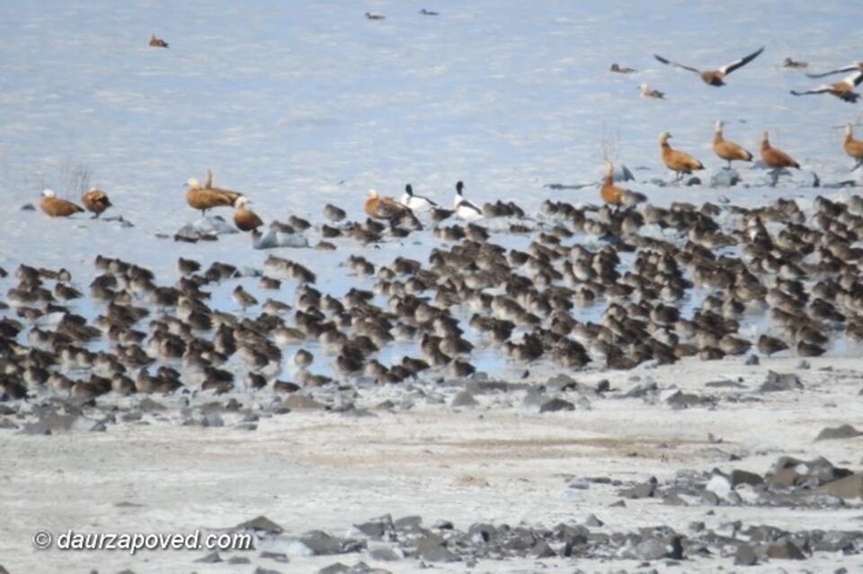 156 видов птиц Забайкалья находятся под угрозой исчезновения