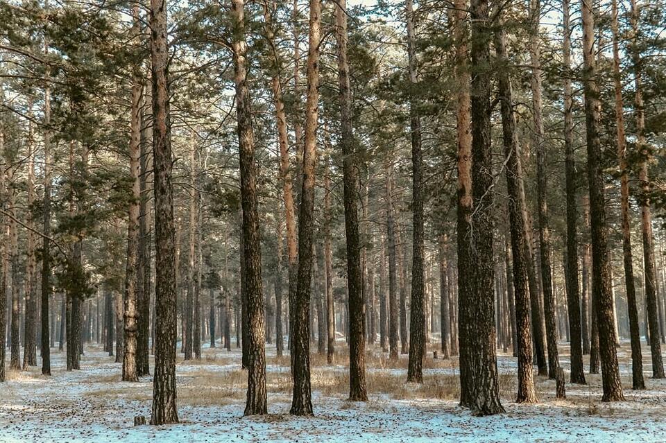 Уфпс забайкальского края