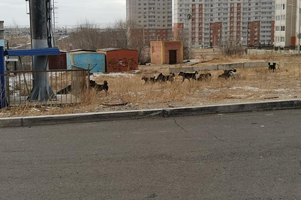 Огромная свора собак поселилась у микрорайона Октябрьский в Чите