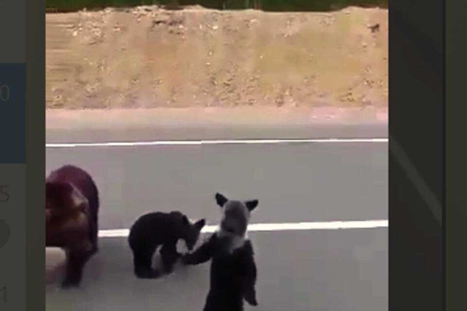 Видео о медведях в Читинском районе оказалось фейком