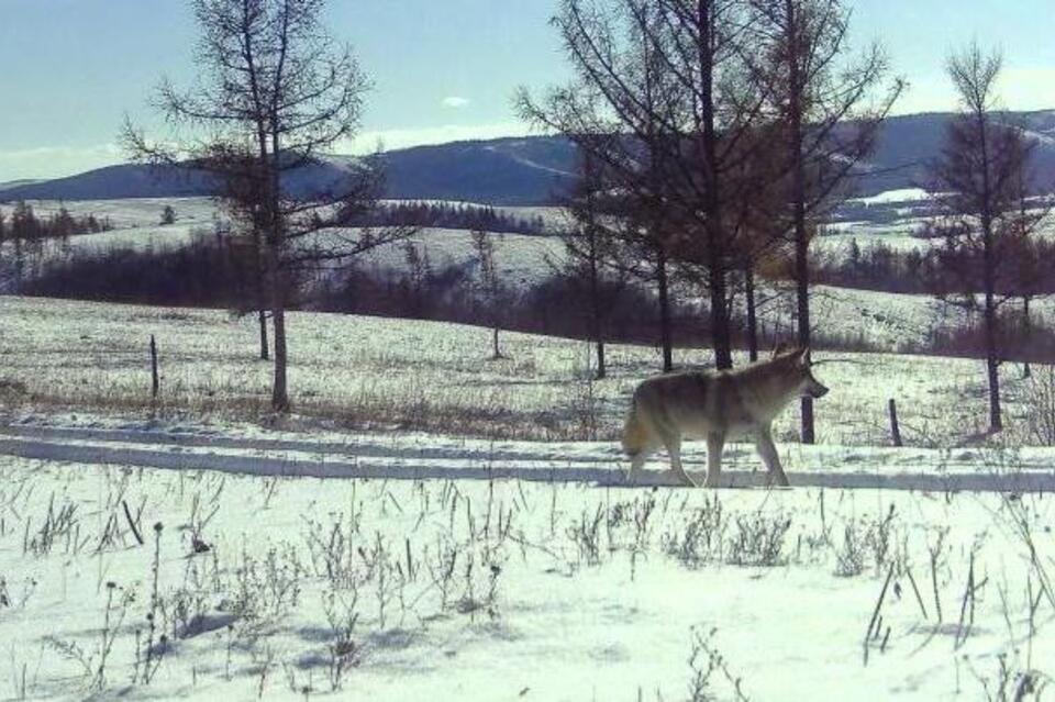 Фотоловушка запечатлела волка в лесу