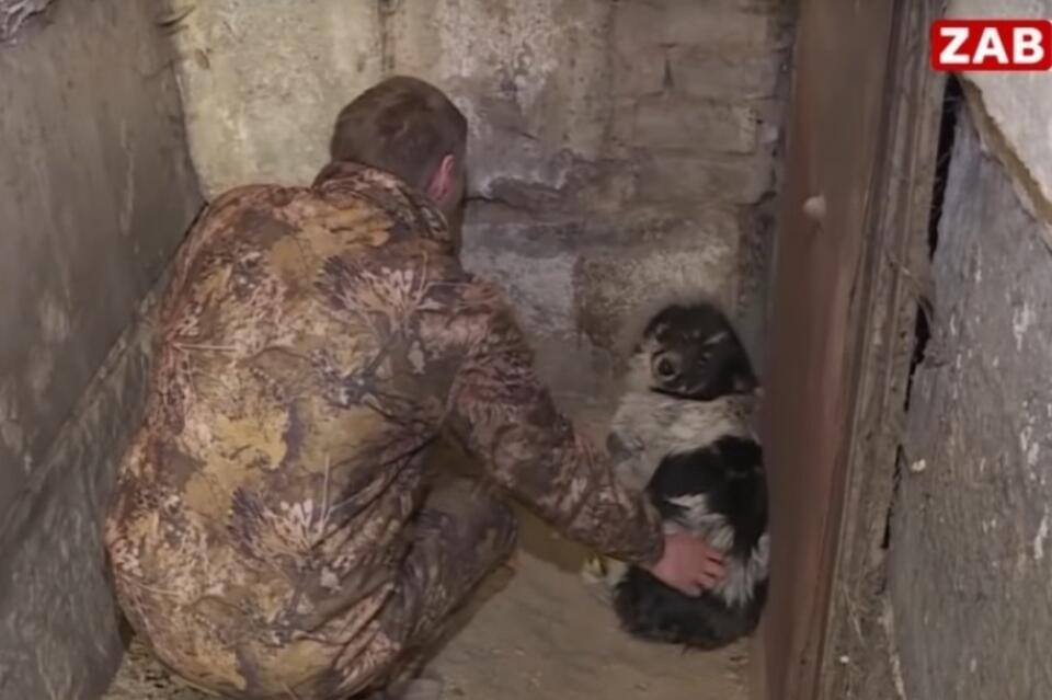 В Оловяннинском районе профинансирован отлов 42 собак в год