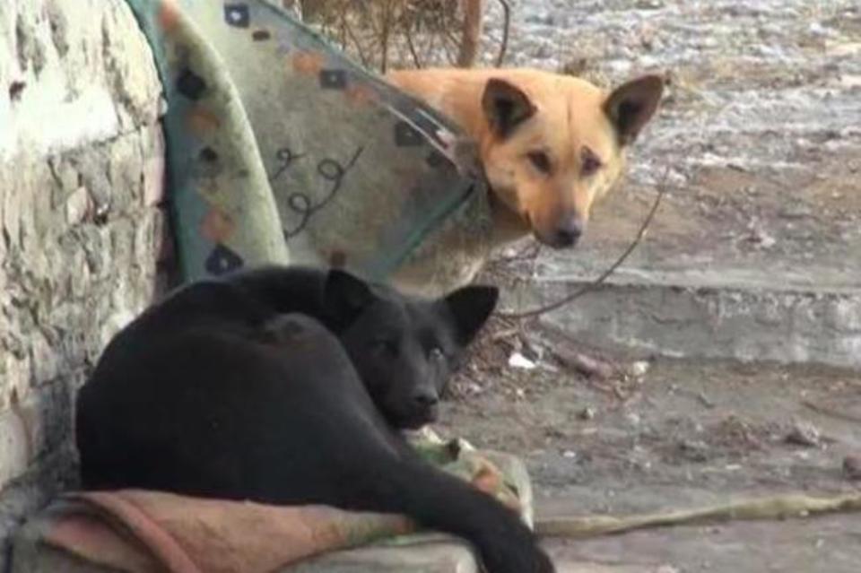 15 бродячих собак отловили в Чите 14 января (ФОТО)
