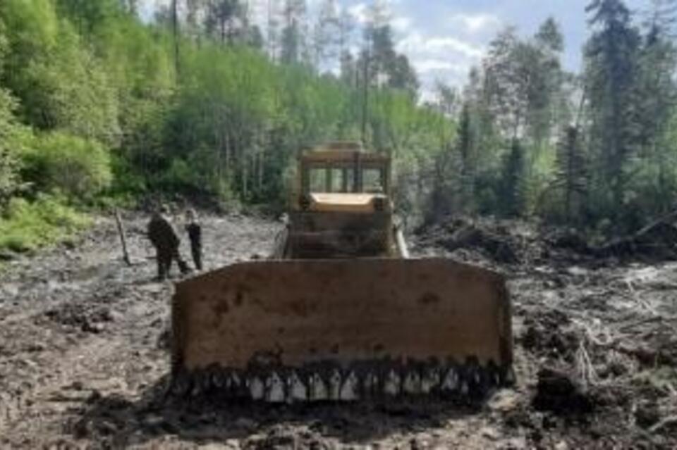 Геологоразведка уничтожила в Красном Чикое кедр и пихту