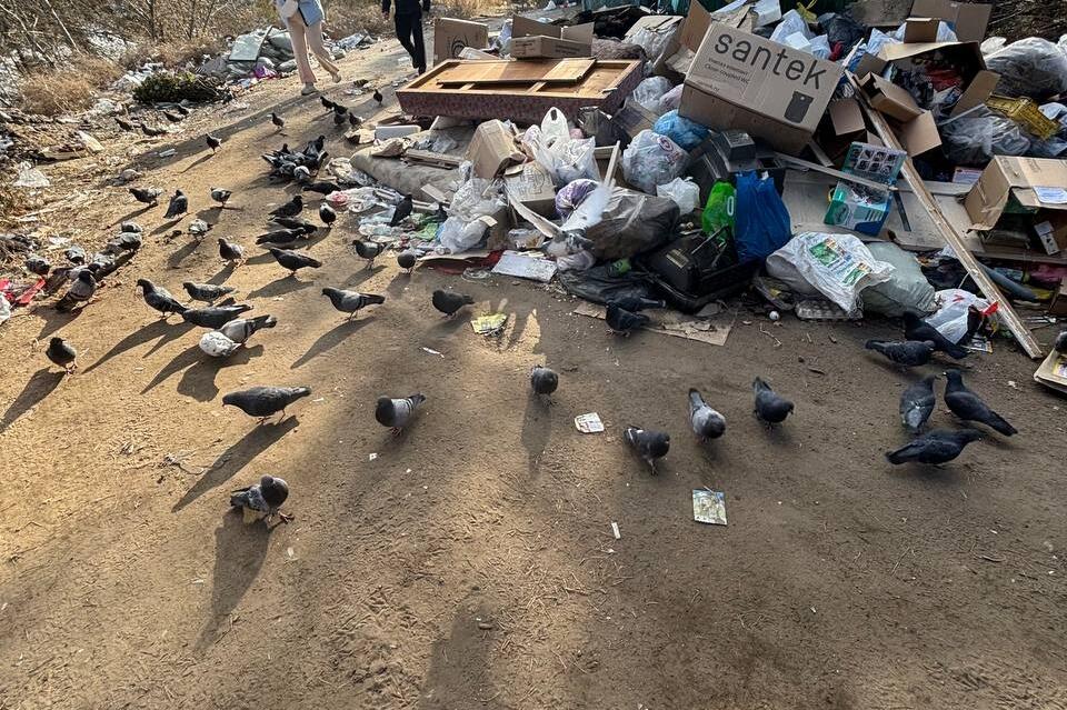 Мусорка разрастается во дворе дома в Чите