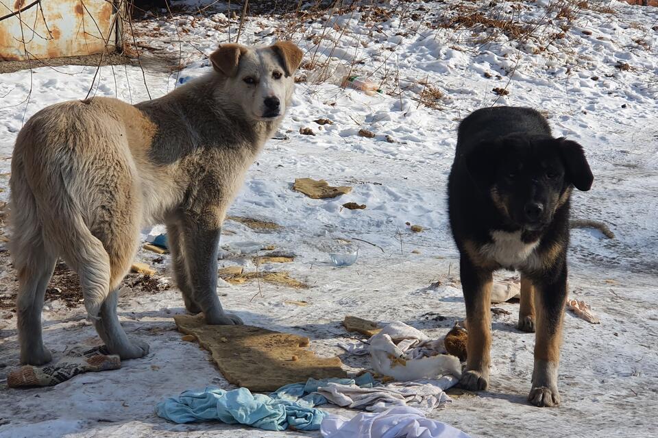 Свора бродячих собак живёт в районе МЖК и запугивает читинцев