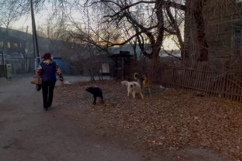 Родители боятся за жизни своих детей - собаки «прописались» в ЖД районе Читы