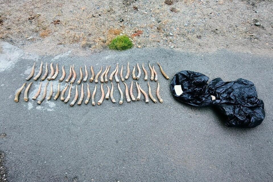 Иностранец пытался вывезти через границу десятки рогов сайгака