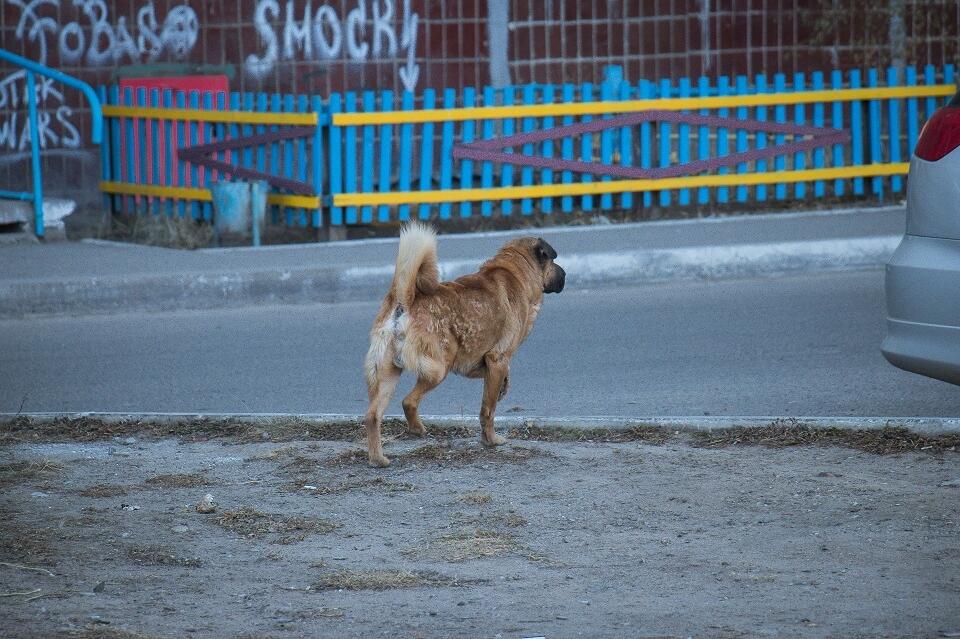 Иркутская компания начала отлов собак в Чите – она проходит по делу об убийстве животных