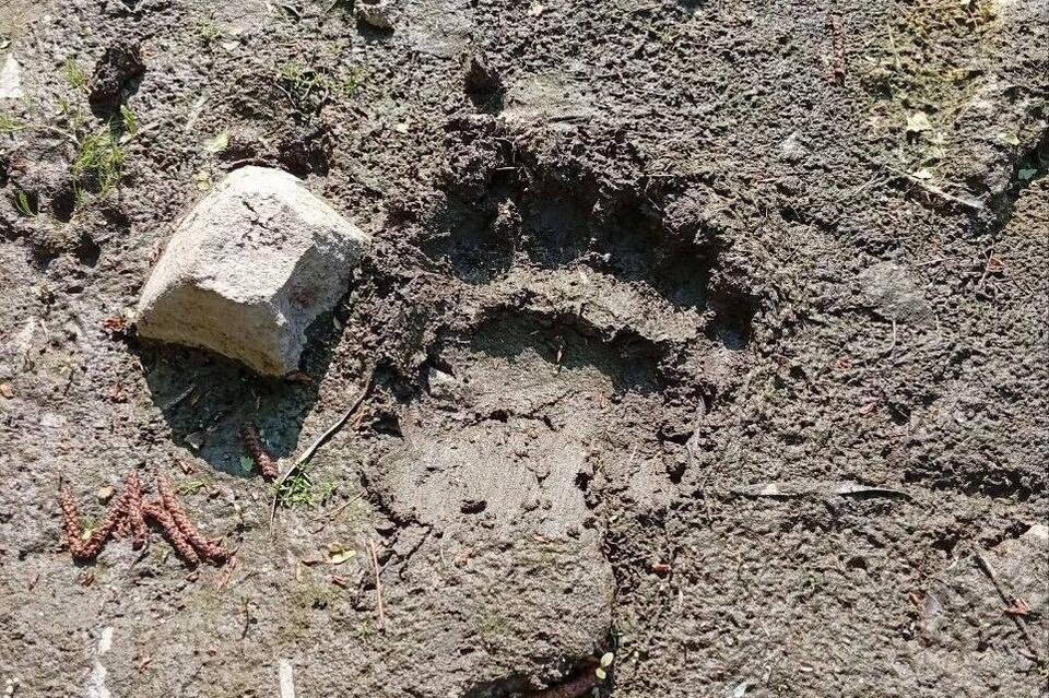 Следы медведей обнаружили возле посёлка Новокручининский