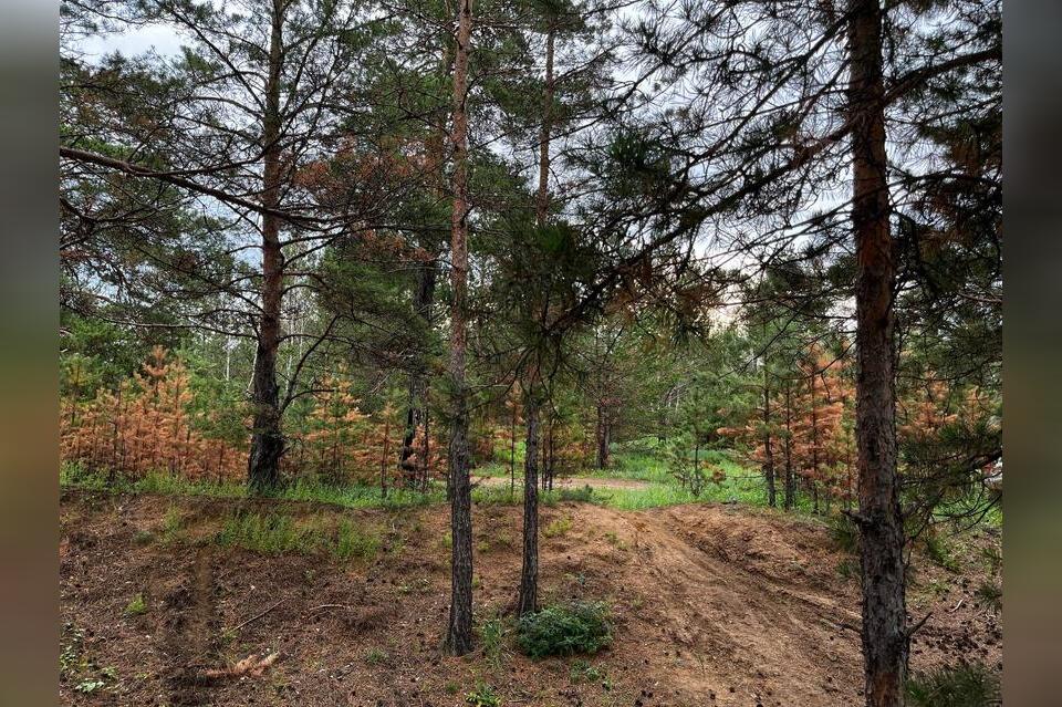 Новые карантинные зоны установили в Забайкалье