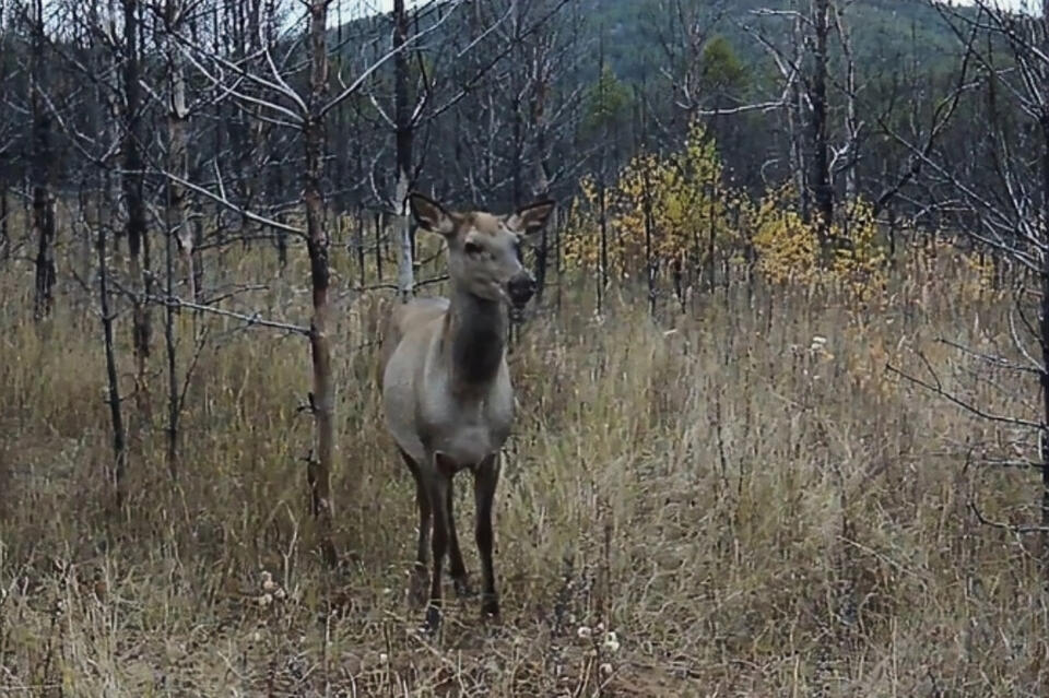 Фотоловушка запечатлела оленуху в лесу