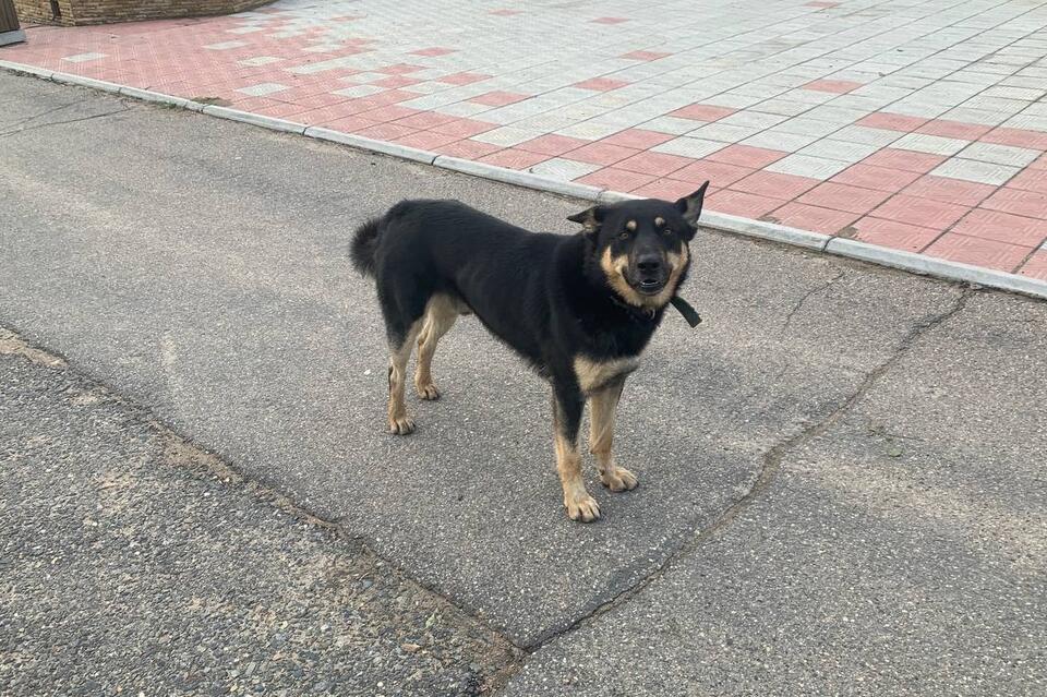 Стая собак терроризирует жителей Зенитки — прокуратура начала проверку