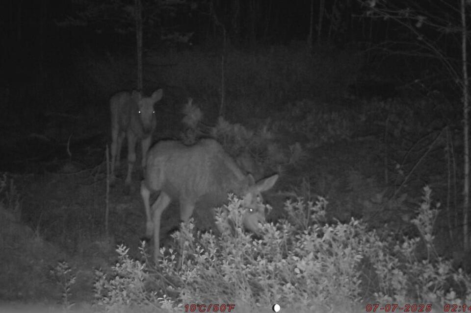 Медведица и лосиха попали в объектив фотоловушки в лесу Забайкалья