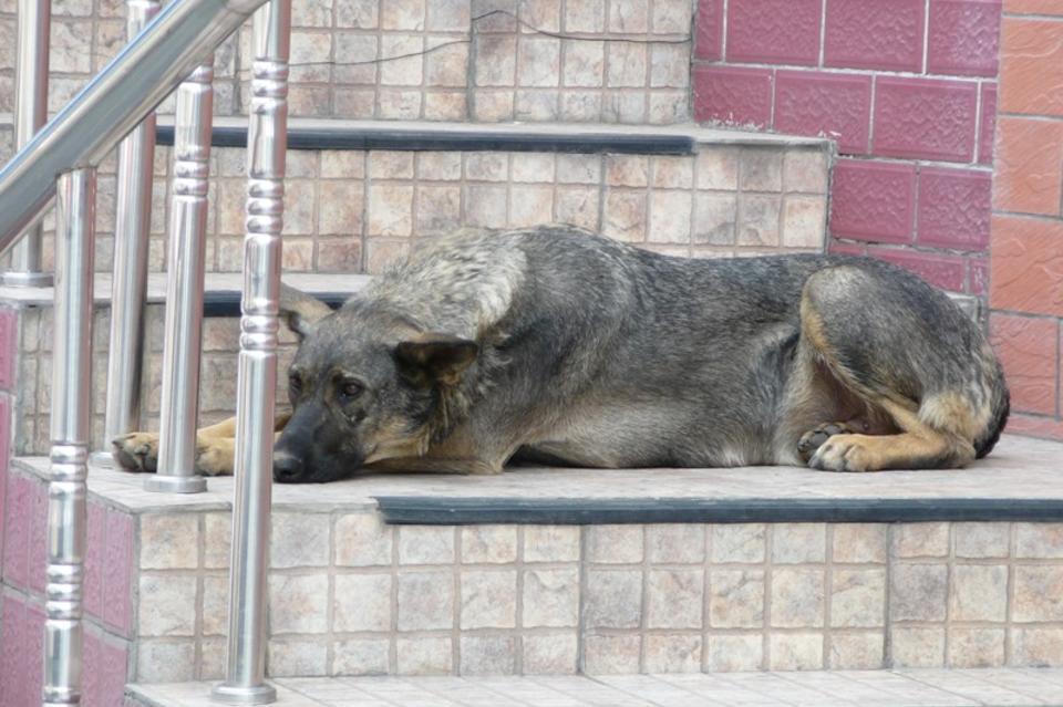 Читинская администрация отчиталась об отлове собак в городе