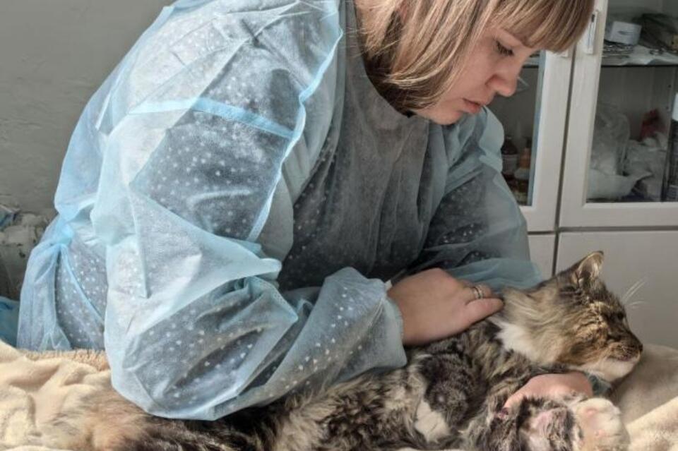 Ветеринары спасли кота, попавшего в капкан