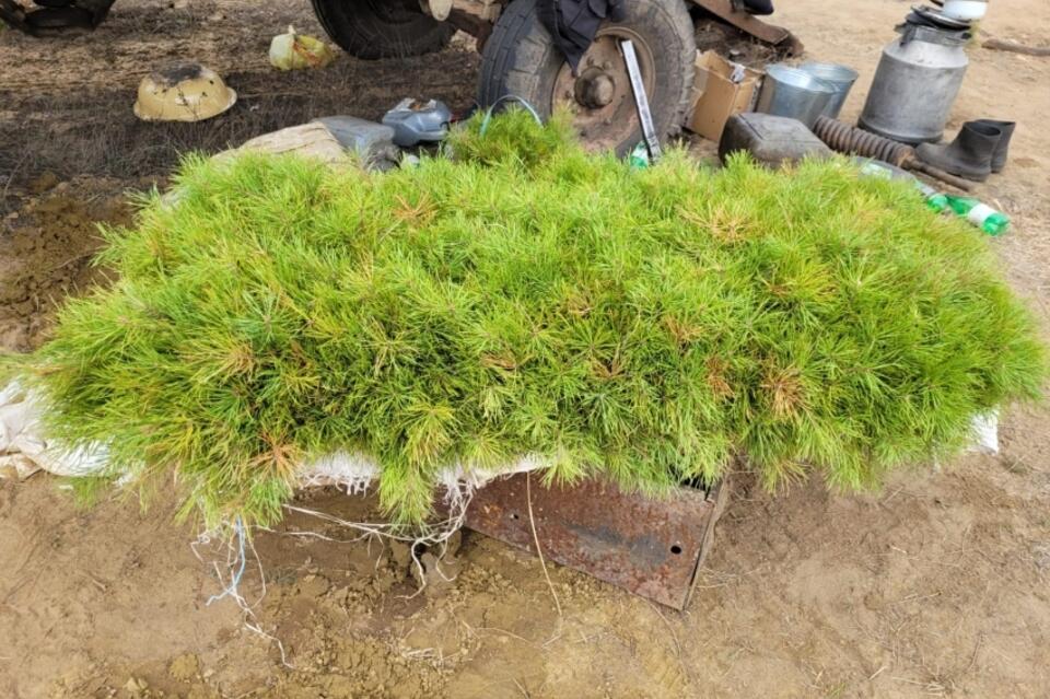 Лесной питомник появится в Забайкалье на средства Фонда промышленности