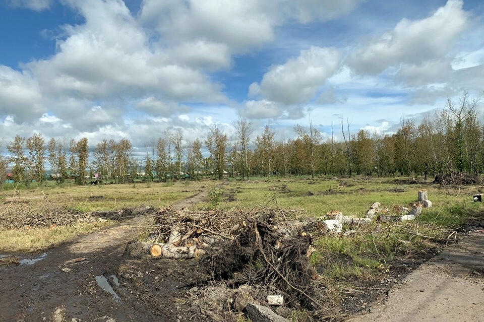 Деревья в парке Угольщиков в посёлке Восточный гибнут после ремонта дорожек