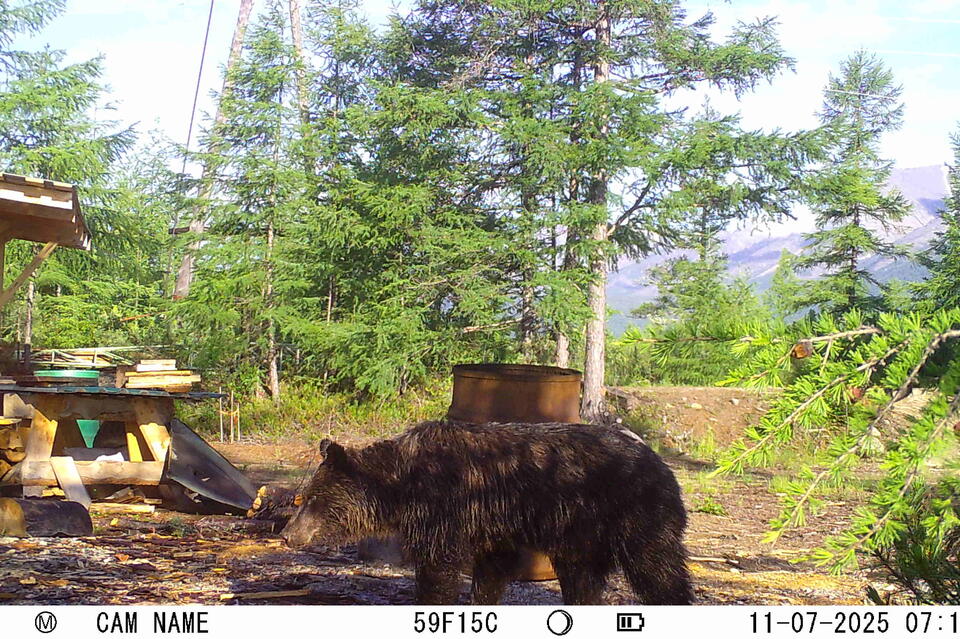 Бурый медведь попал в кадр фотоловушки у озера Большое Леприндо