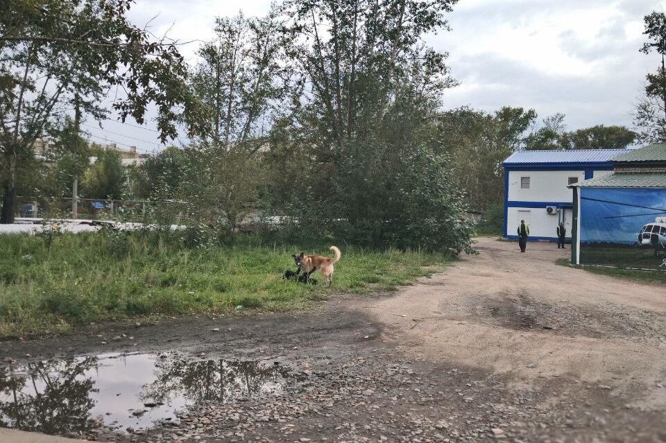 Бездомные собаки терроризируют жителей поселка Аэропорт