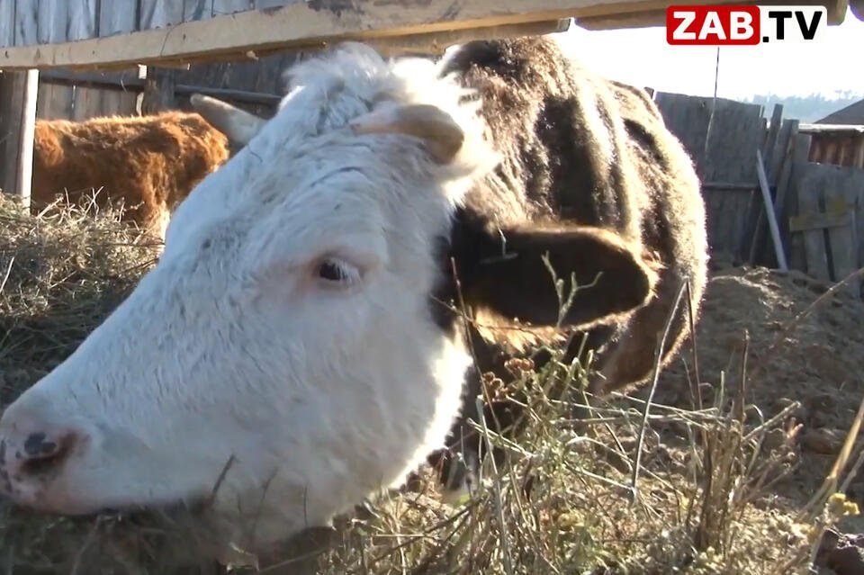 Забайкальцев хотят наказывать за безнадзорный выпас скота