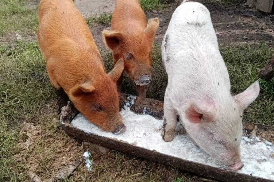 Необычные рыжие поросята появились в Забайкалье