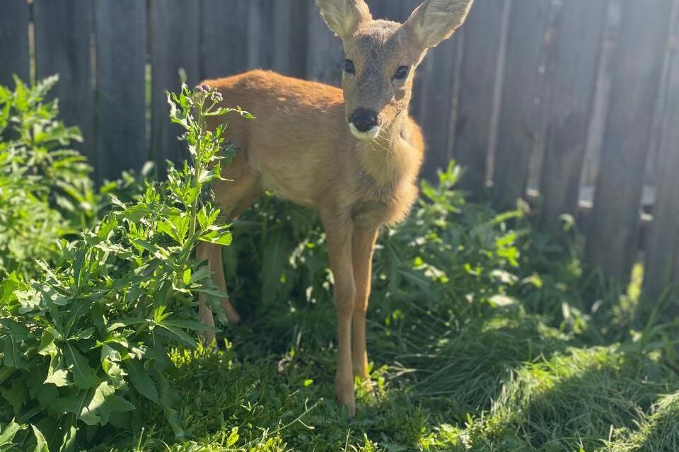 Косулёнок Маша, спасенная из пожара, готова к своей первой зиме