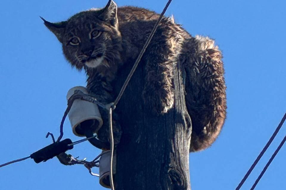 В поселке Новокручининский спасли рысь — она забралась на столб
