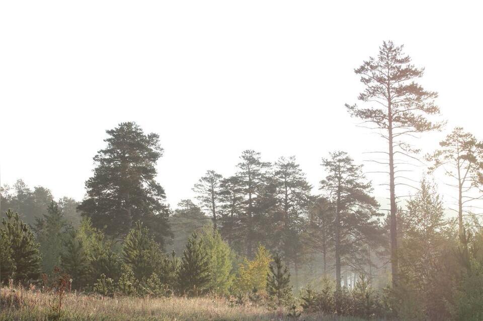 Забайкальцы вырубили лес на 1,5 млн рублей