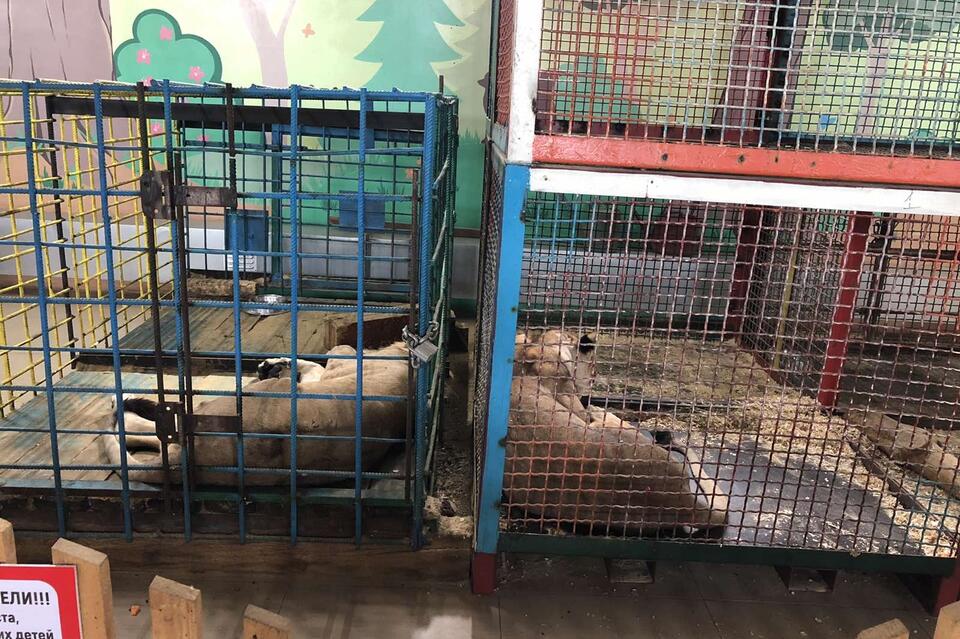 Частному зоопарку в Чите выдали лицензию