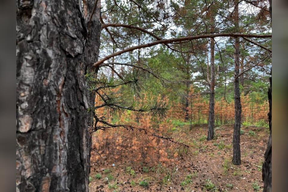 Шелкопряд вредит лесам Забайкалья — введен карантин в трех округах